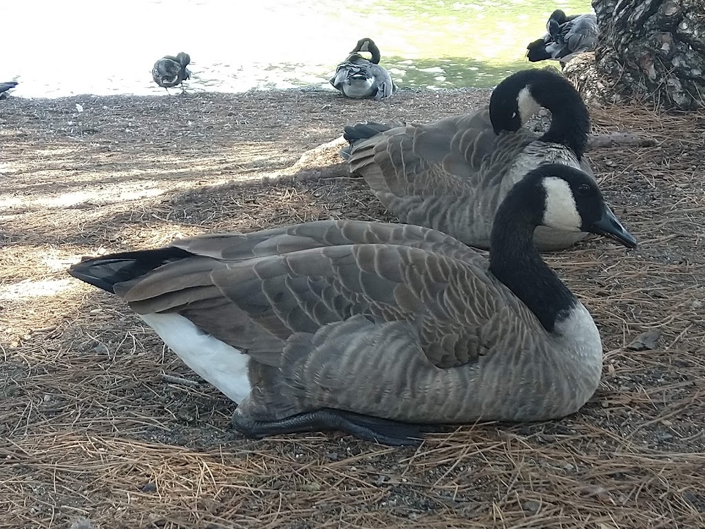 Yorba Regional Park | 7600 E La Palma Ave, Anaheim, CA 92807, USA | Phone: (714) 973-6615