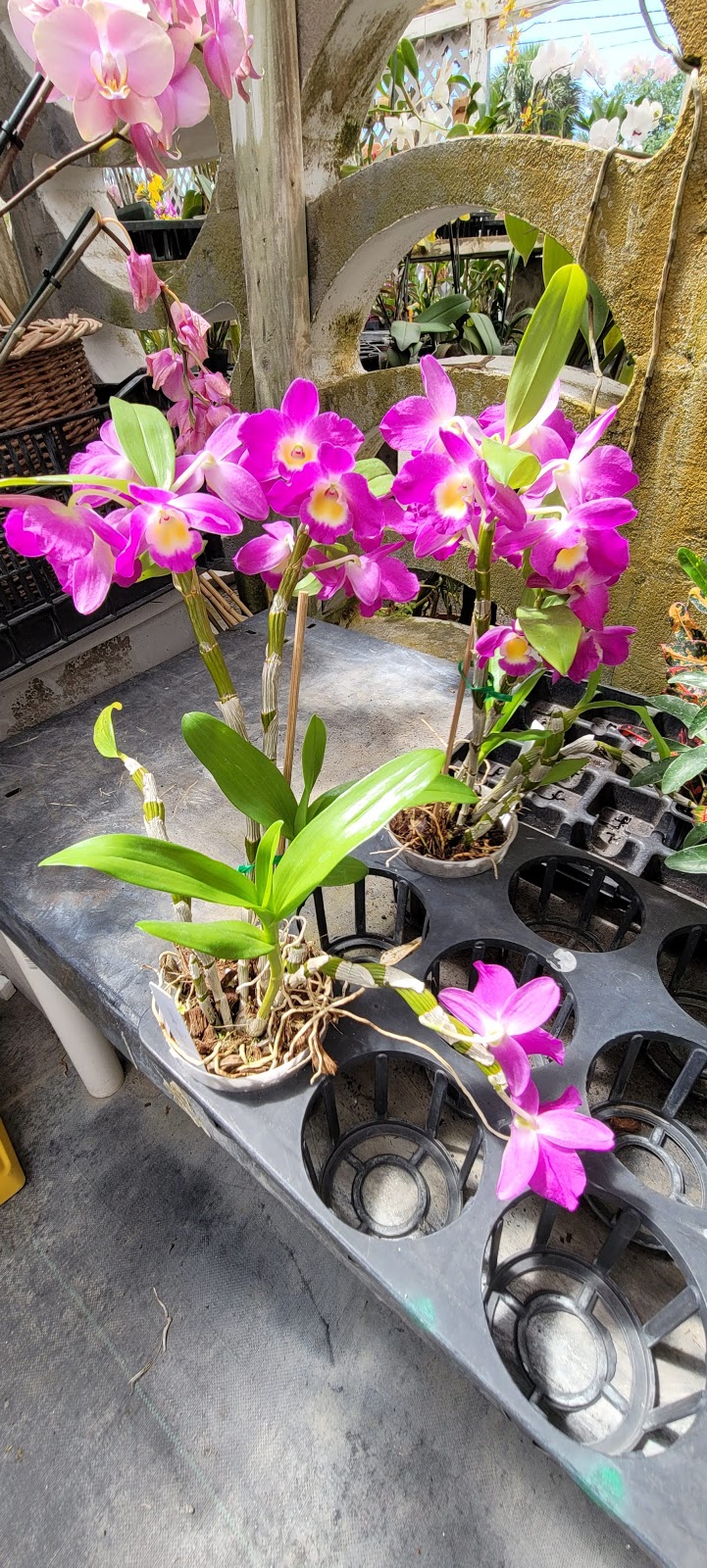 Orchids | 3621 Tyrone Blvd N, St. Petersburg, FL 33710, USA | Phone: (727) 435-6733