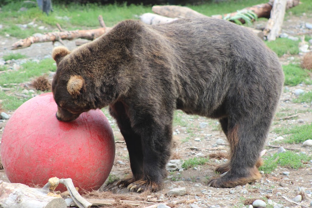 Brown Bear Exhibit | 4731 OMalley Rd, Anchorage, AK 99507, USA | Phone: (907) 346-2133