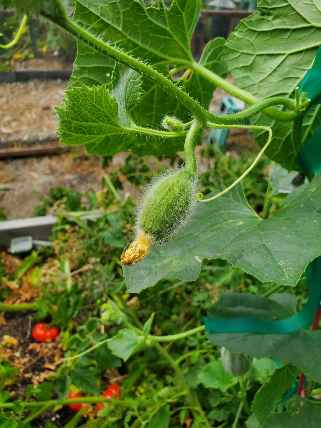 Seal Beach Community Garden | Seal Beach, CA 90740, USA | Phone: (562) 431-2527