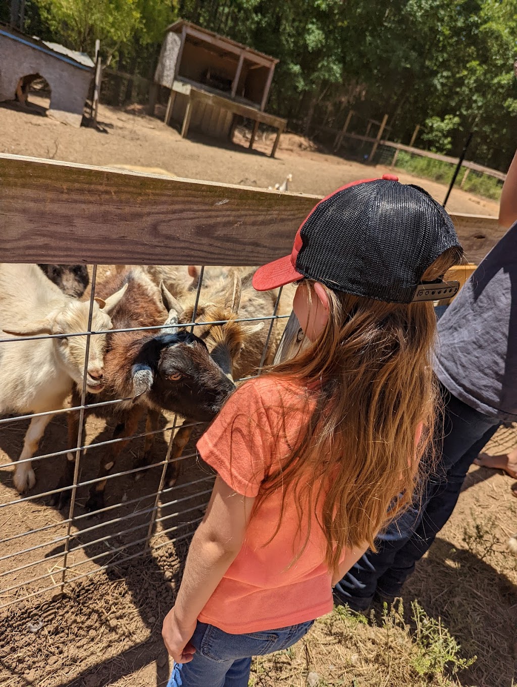 Barefoot Creek Farm Mobile Petting Zoo | 1100 Freedom Lane, Carthage, NC 28327, USA | Phone: (910) 286-9288