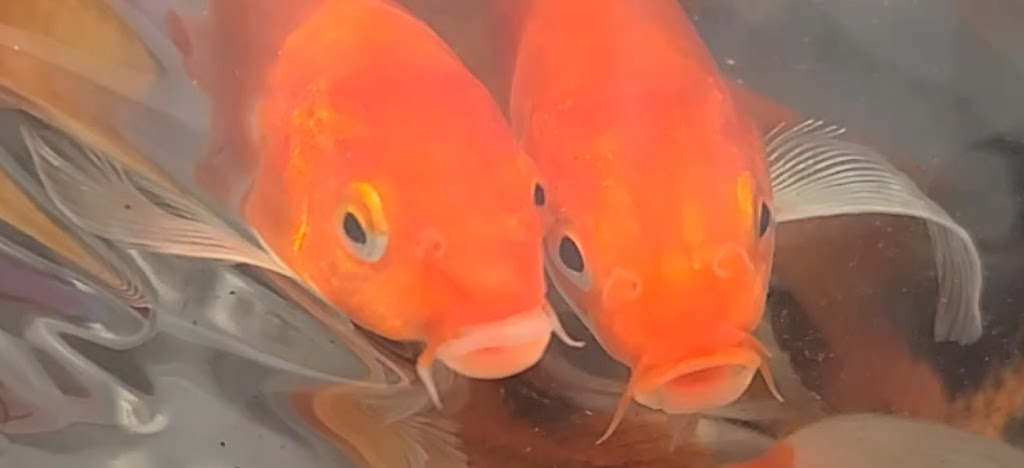 Ornamental Pond Fish, Inc. | 301 Thorn Rd, Port Allen, LA 70767, USA | Phone: (225) 343-4002