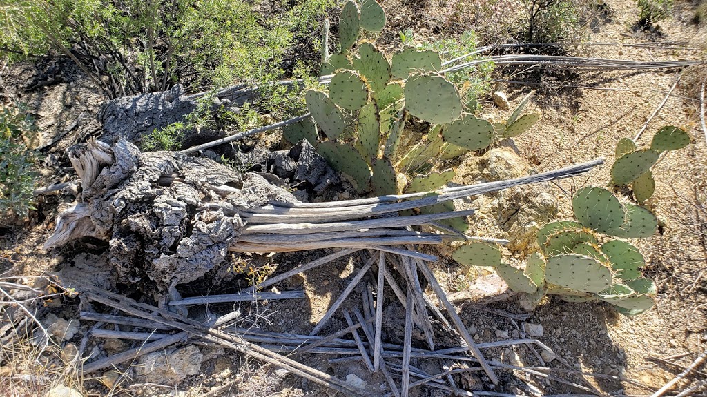 Douglas Spring Trailhead | 14306 E Speedway Blvd, Tucson, AZ 85748, USA | Phone: (520) 733-5153