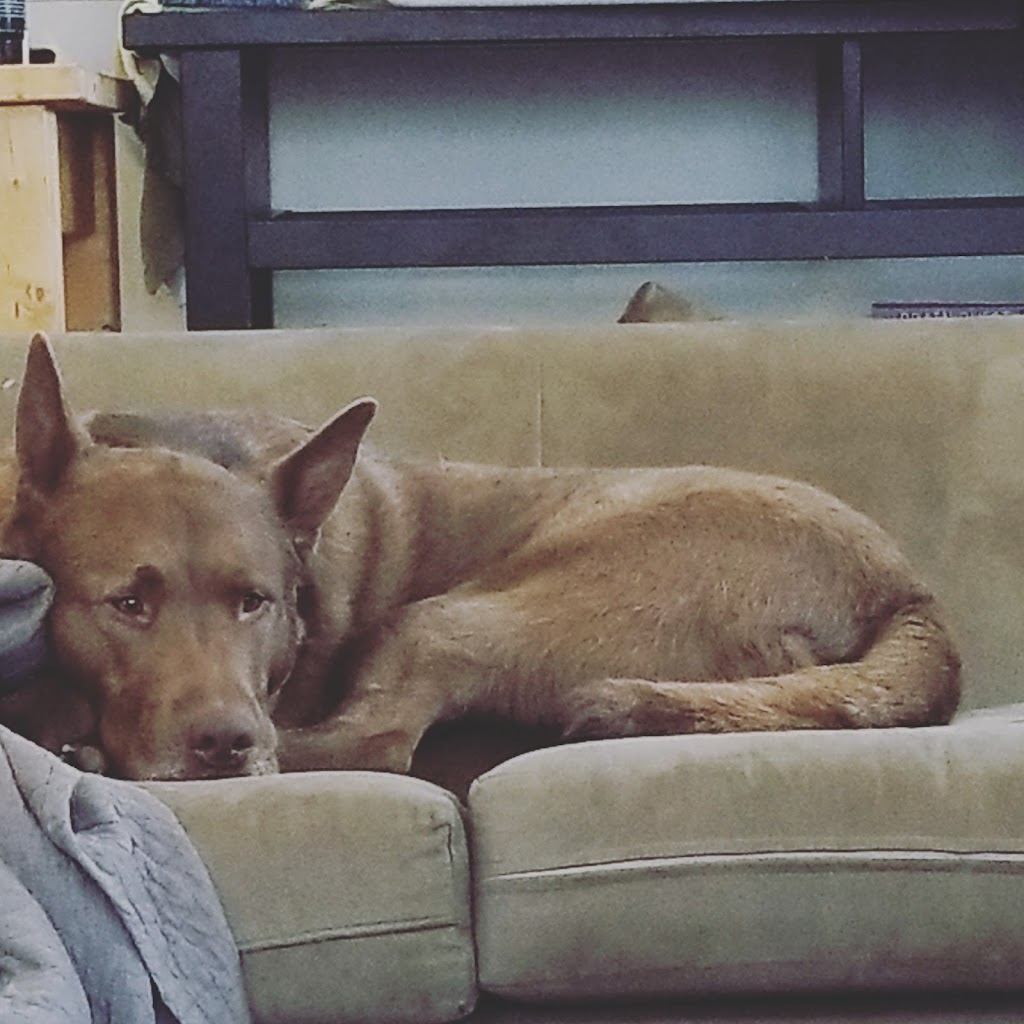 Affordable Veterinary Clinic | 304 E Columbia Ave, Belleville, MI 48111, USA | Phone: (734) 699-3800