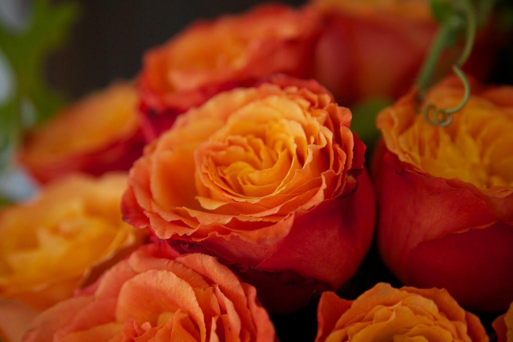 Daisy Rose Floral Design | 730 Mosta Way, Sonoma, CA 95476, USA | Phone: (707) 337-3260
