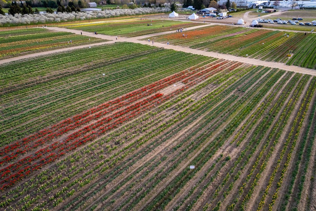 TASC Tulip Pick Farm | 1415 Balfour St, Fenwick, ON L0S 1C0, Canada | Phone: (848) 217-2661