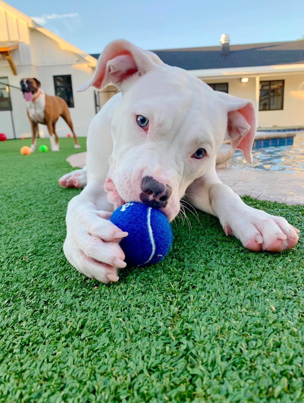 Pet Paradise Lakewood Ranch | 10411 Portal Crossing, Bradenton, FL 34211, USA | Phone: (941) 209-1021