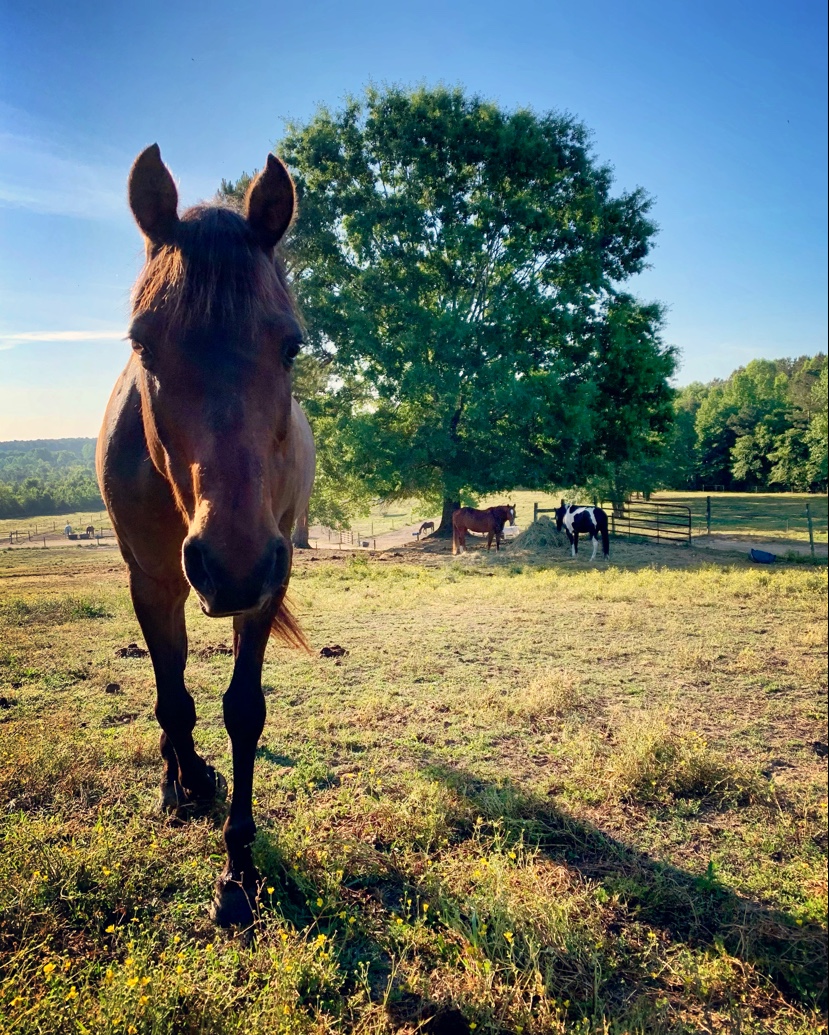 Swift Creek Riding Academy, LLC | 3905 Swift Creek Rd, Smithfield, NC 27577, USA | Phone: (910) 633-9542