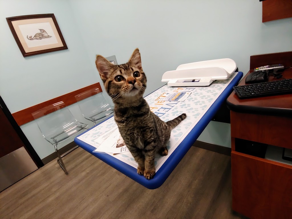 Forever Vets Animal Hospital of Murabella Parkway | 74 Capulet Dr Suite 204, St. Augustine, FL 32092, USA | Phone: (904) 679-3432