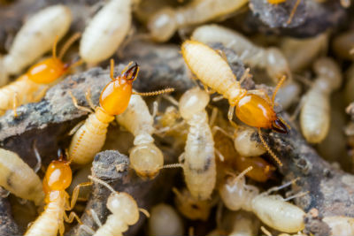 Affordable Termite Control In Anaheim | 185 S Bonnie Gene Ln, Anaheim, CA 92807, USA | Phone: (714) 266-1532