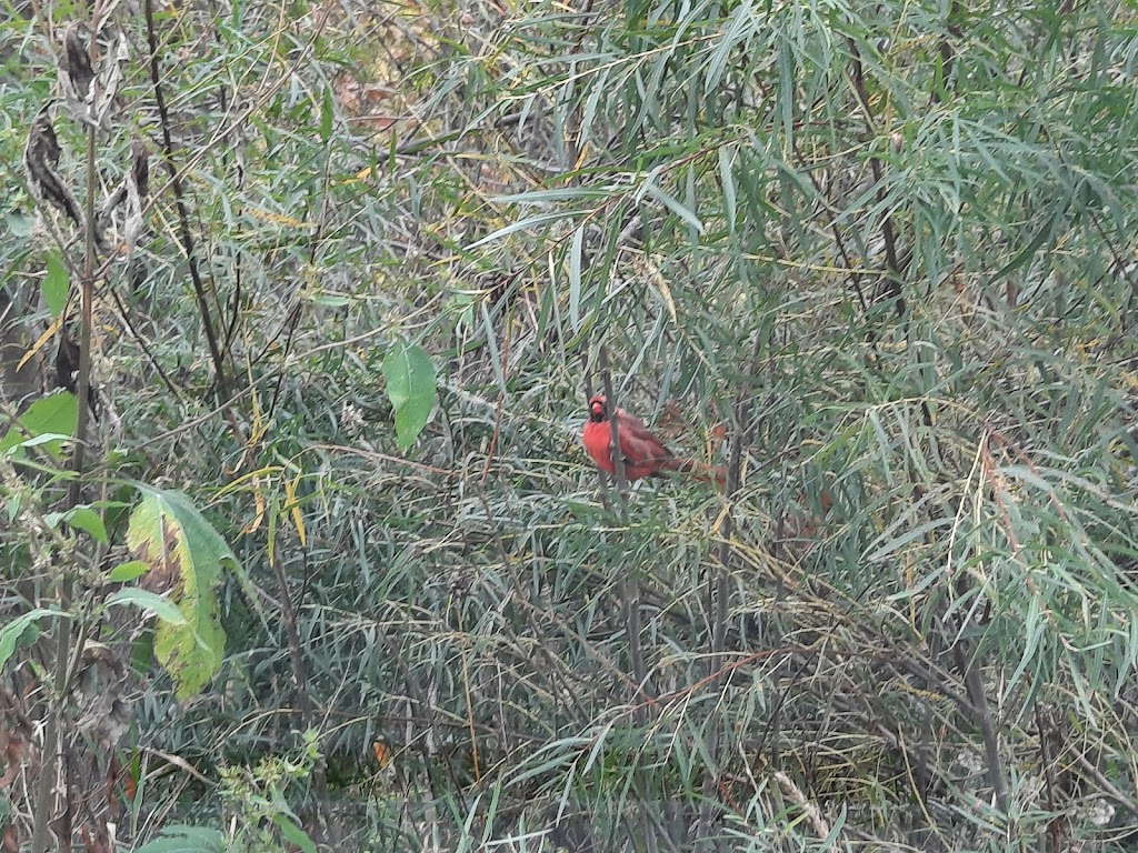 Minnesota River Bottoms Trails | 11115 Lyndale Ave S, Bloomington, MN 55420, USA | Phone: (952) 563-8700