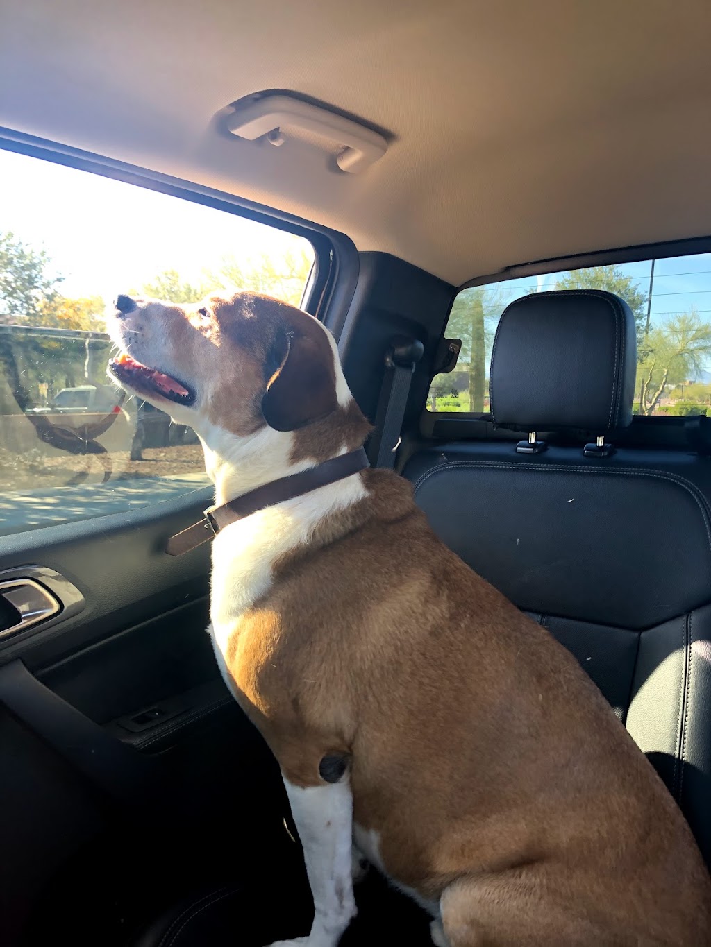 Daisy Mountain Veterinary Hospital | 39512 W Daisy Mountain Dr #178, Anthem, AZ 85086, USA | Phone: (623) 551-8387