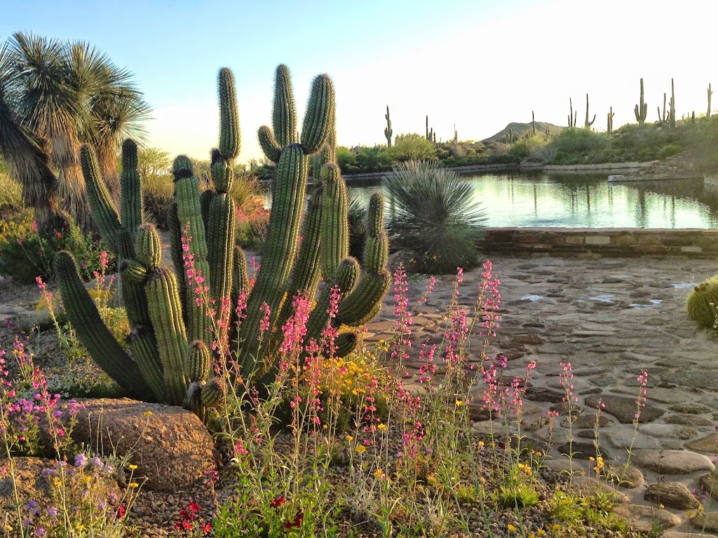 Arizona Desert Dream Homes-Tami Henderson | 10417 E Honey Mesquite Dr, Scottsdale, AZ 85262, USA | Phone: (480) 341-2815