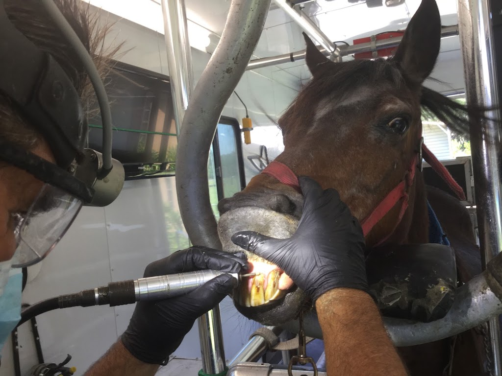 Advanced Equine Dentistry Inc | 21633 A D May Rd, Dade City, FL 33523, USA | Phone: (727) 484-4473