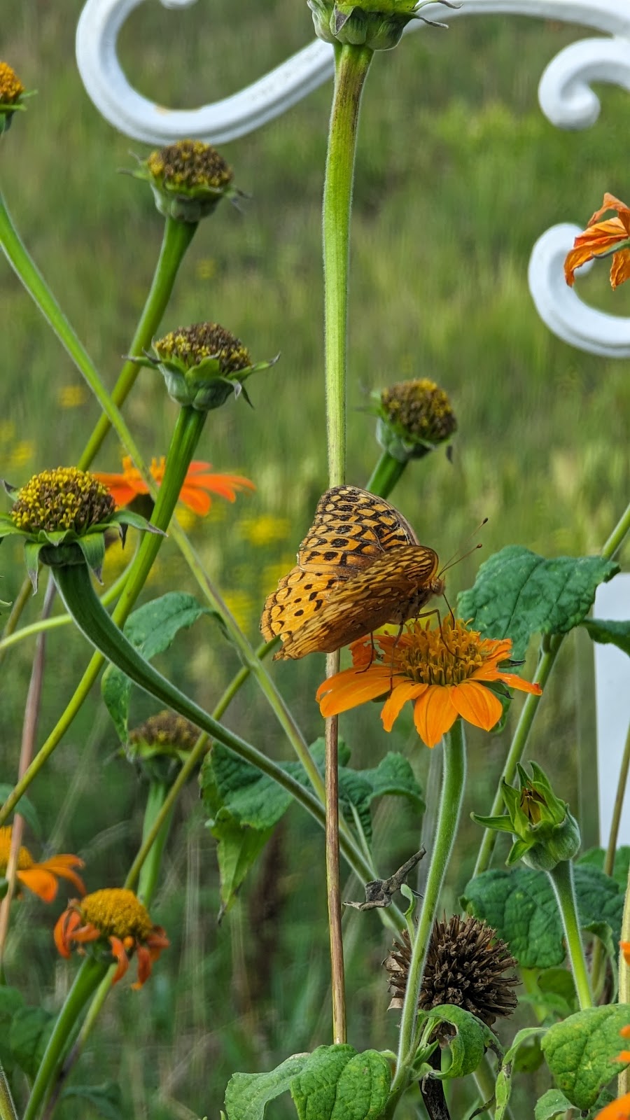 Henderson Hummingbird Garden | 209 N 4th St, Henderson, MN 56044, USA | Phone: (507) 248-3458