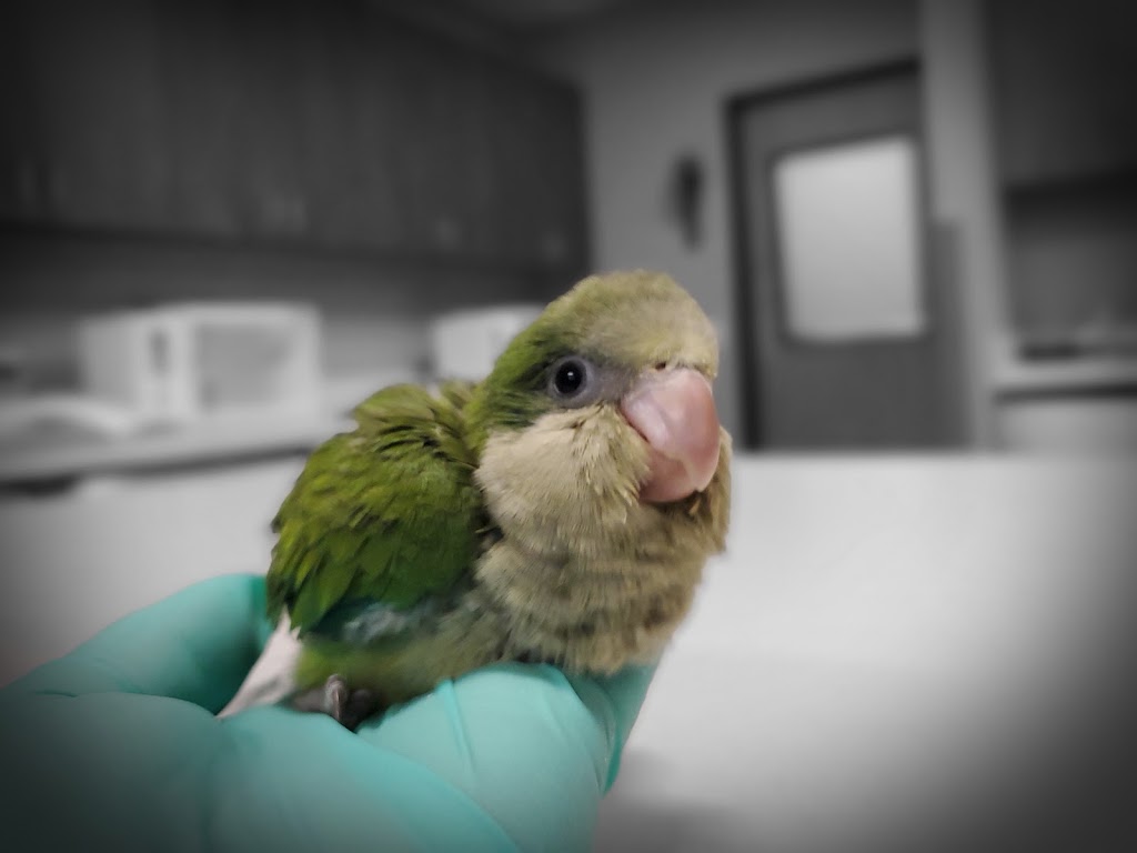 Texas Avian & Exotic Hospital | 2700 W State Hwy 114 Building 2 Ste 202, Grapevine, TX 76051 | Phone: (817) 953-8560