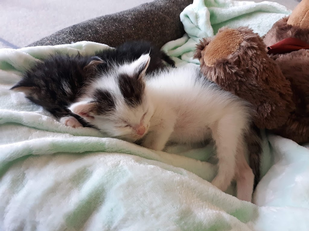 Jeronimo Pet Clinic | 25571 Jeronimo Rd #11, Mission Viejo, CA 92691, USA | Phone: (949) 830-7387