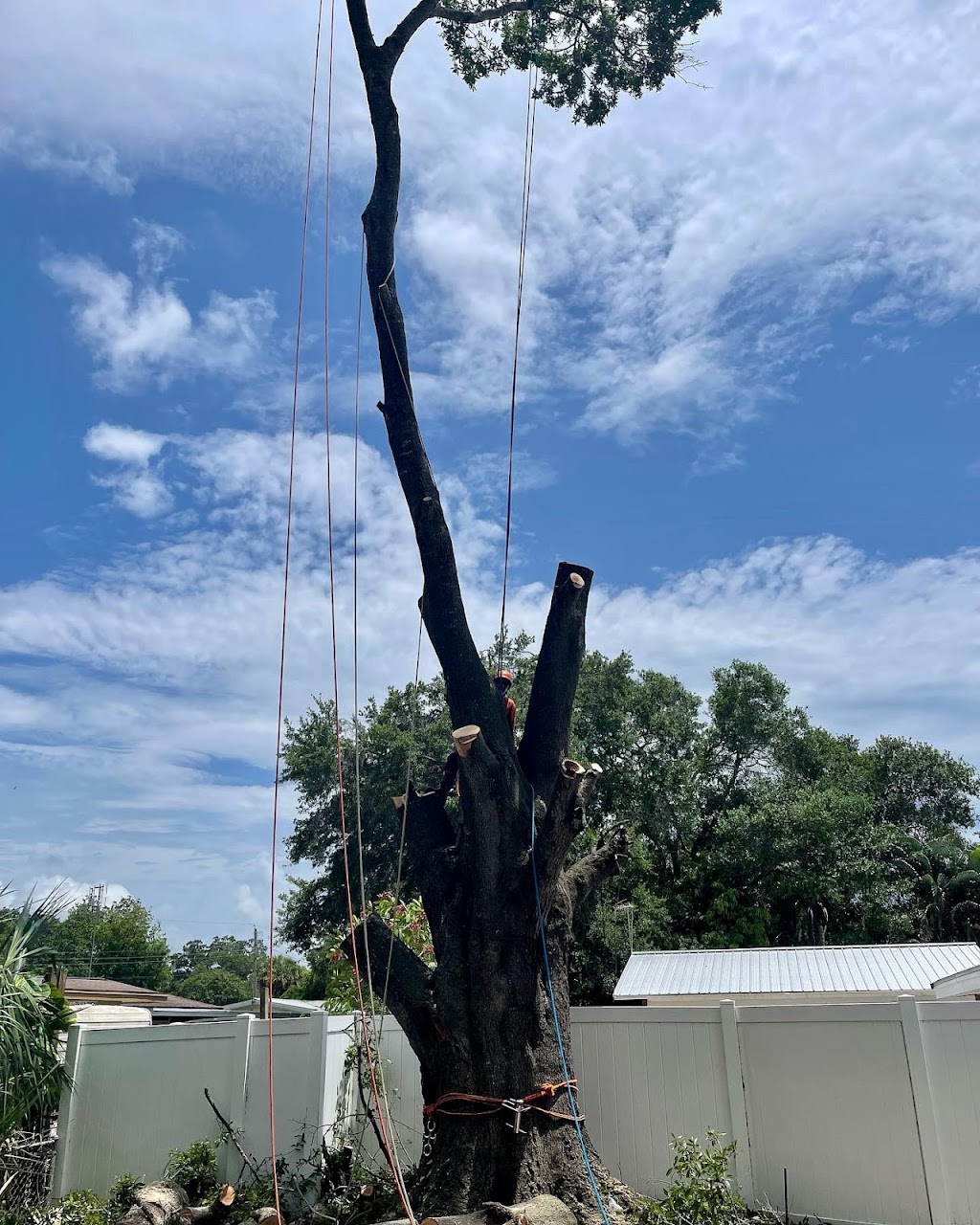 Troyer Tree Service | 6742 Richardson Rd, Sarasota, FL 34240, USA | Phone: (941) 371-7452