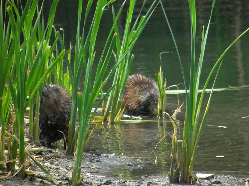 Waterford Township Parks & Recreation | 5200 Civic Center Dr, Waterford Twp, MI 48329, USA | Phone: (248) 674-5441