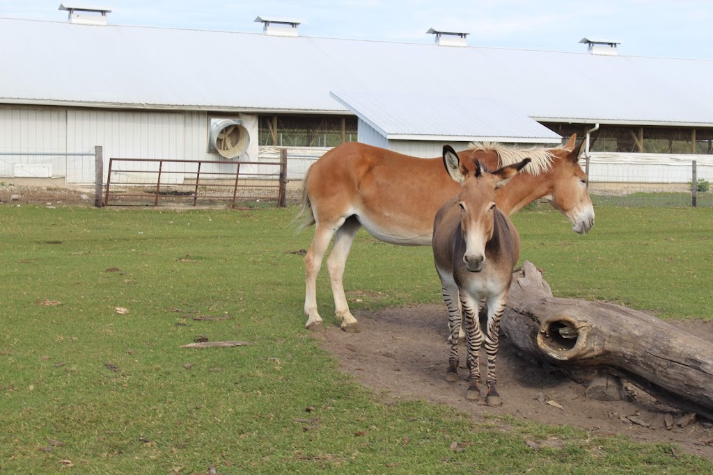 Dutch Creek Farm Animal Park | 6255 N 1000 W, Shipshewana, IN 46565, USA | Phone: (260) 768-4416