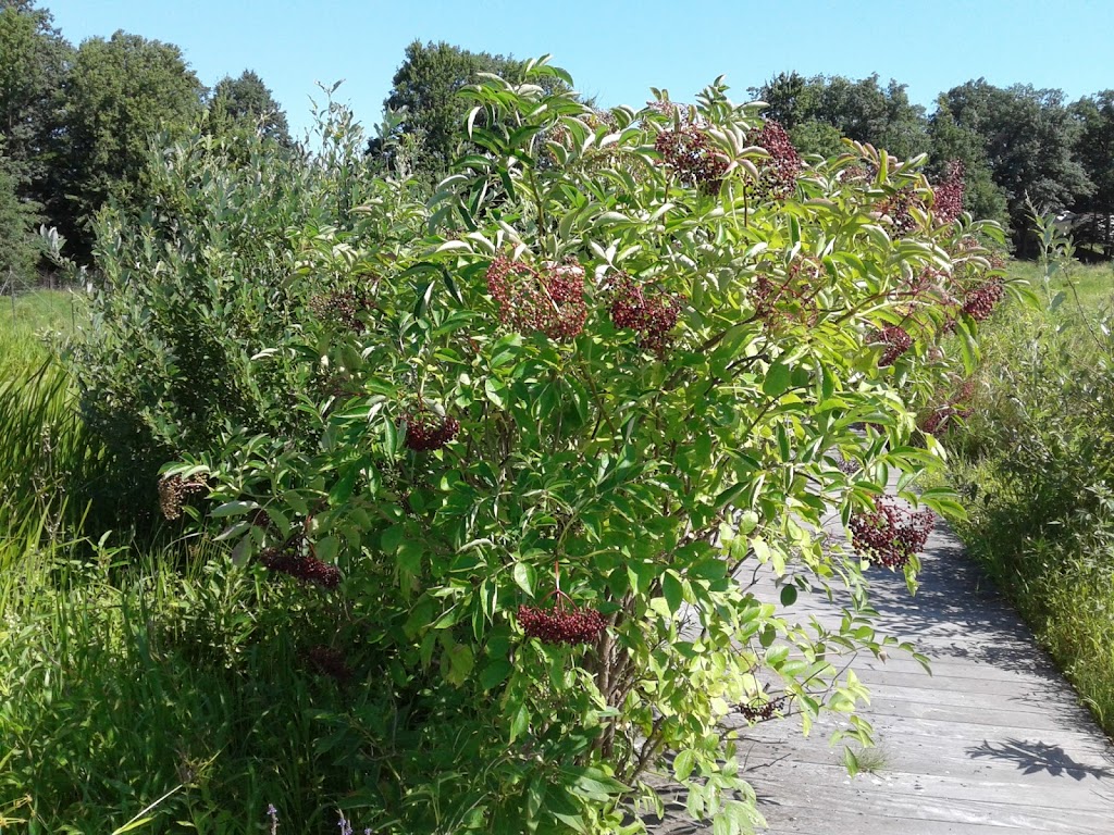 Carol H Sweet Nature Center | 5185 Corduroy Rd, Mentor, OH 44060, USA | Phone: (440) 257-0777