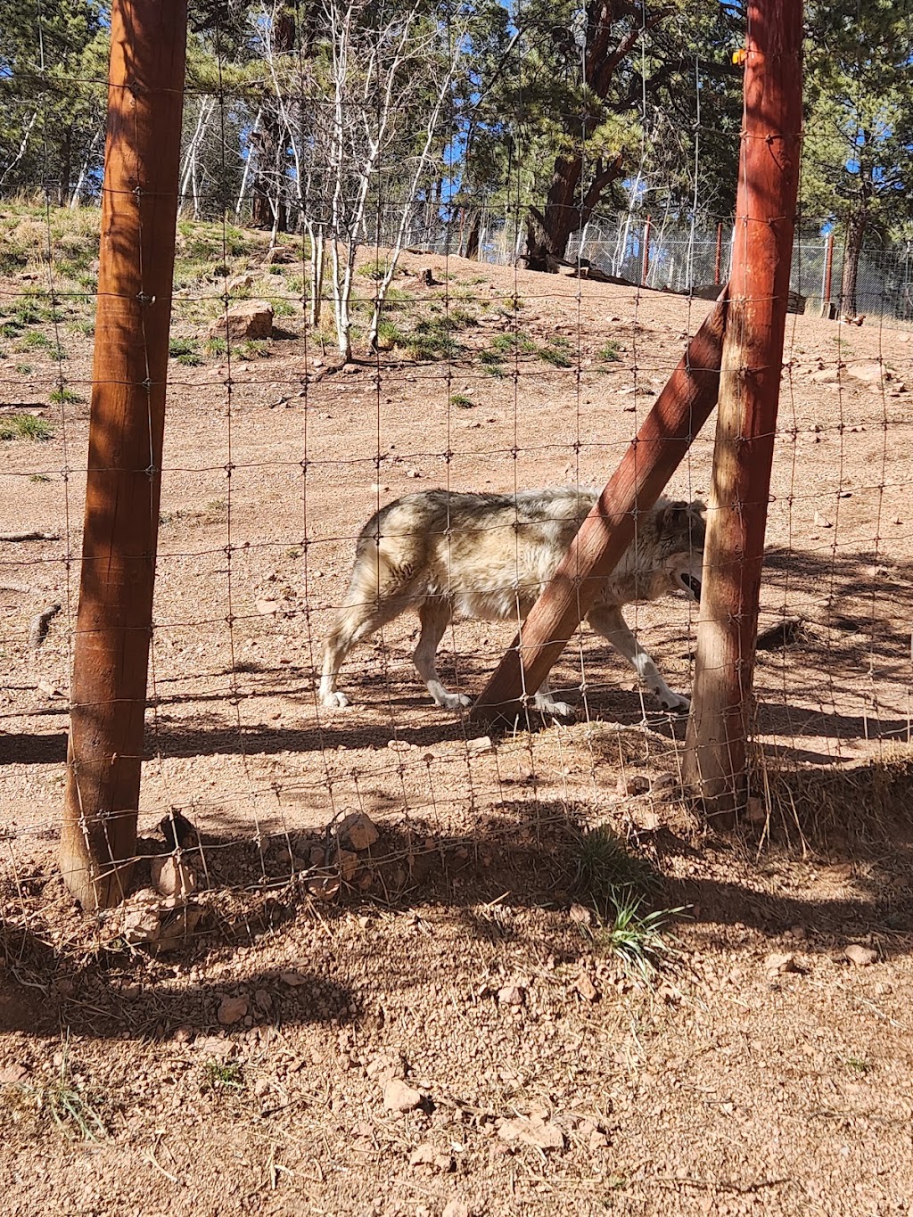 Colorado Wolf and Wildlife Center | 4729 Twin Rocks Rd, Divide, CO 80814, USA | Phone: (719) 687-9742