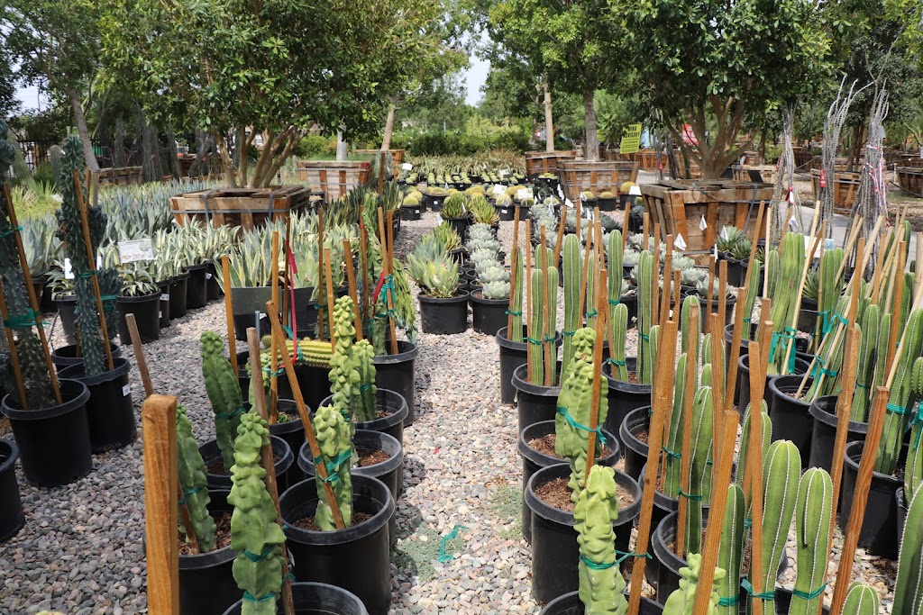 Moon Valley Nurseries | 8550 W Pinnacle Peak Rd, Peoria, AZ 85383, USA | Phone: (623) 242-5754