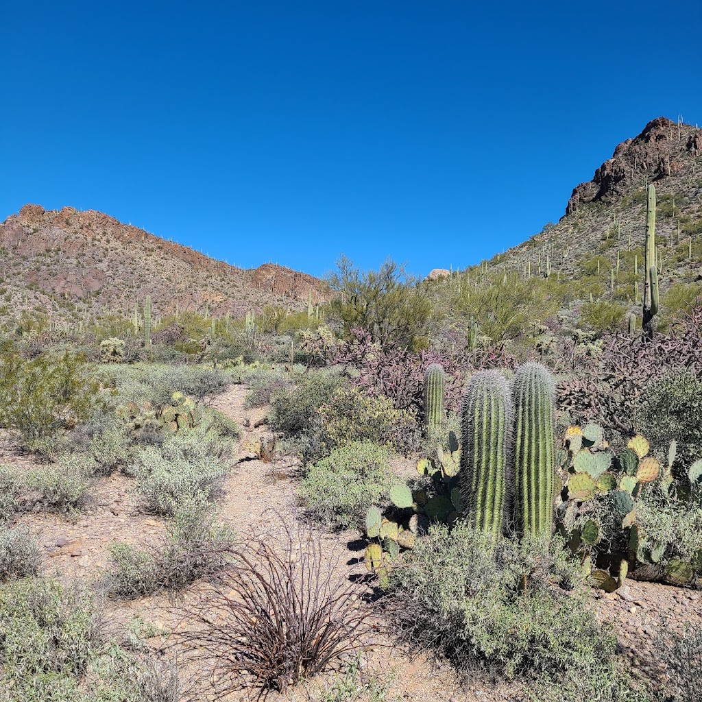 Sarasota Trailhead | 2737 S Sarasota Blvd, Tucson, AZ 85713, USA | Phone: (520) 877-6000