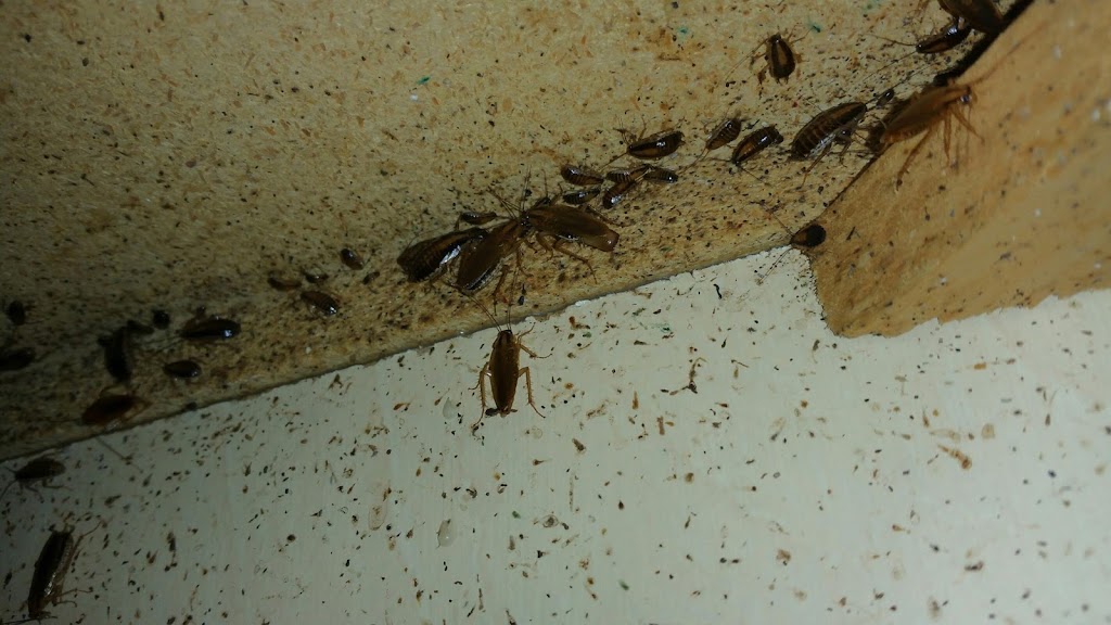 Loves Termite & Pest Control, LLC | 11530 Summit Rock Ct, Parrish, FL 34219, USA | Phone: (941) 203-9570