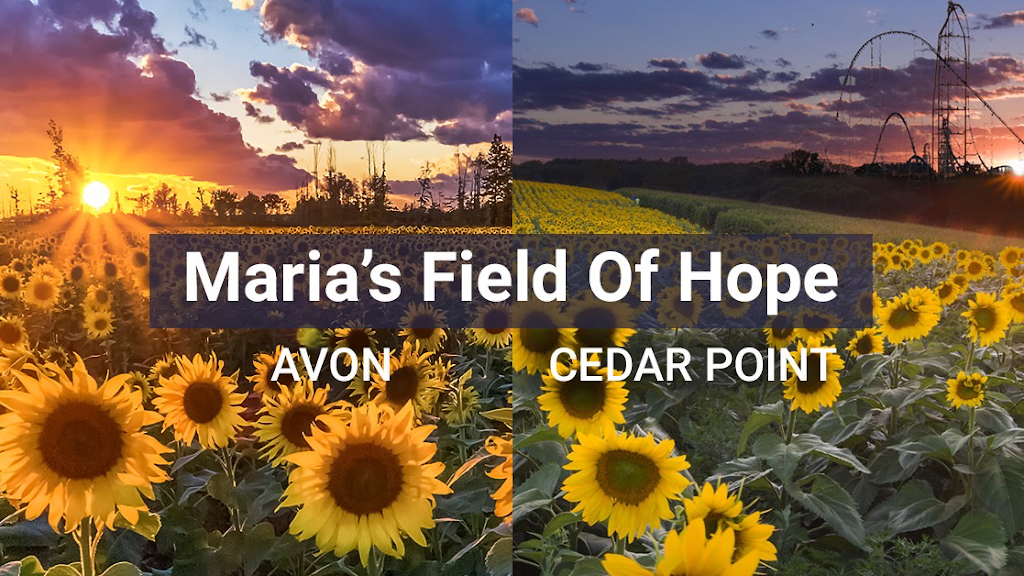 Prayers From Maria Sunflower Field in Avon | Jaycox Rd, Avon, OH 44011, USA | Phone: (216) 727-3511