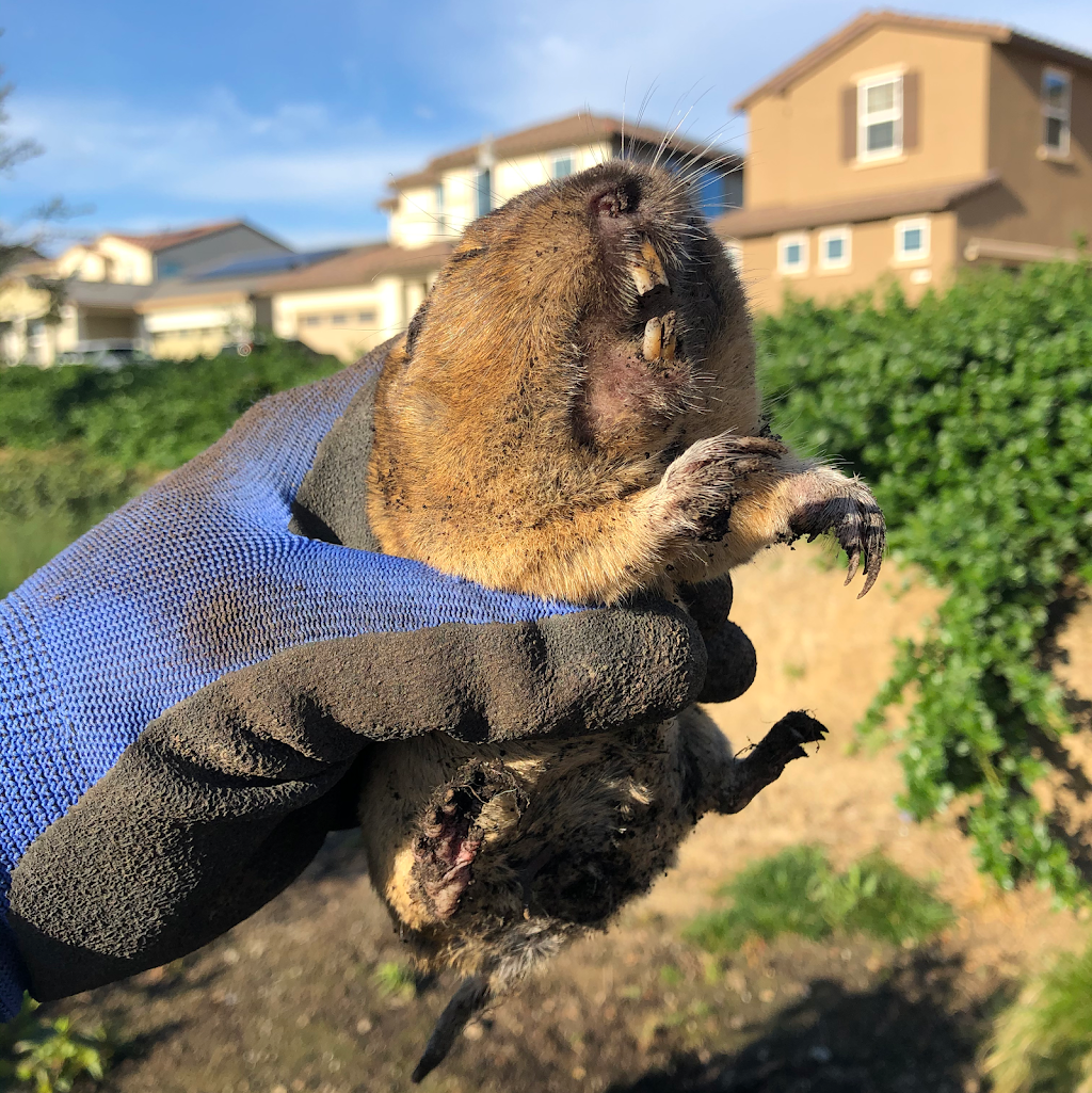 Detailed Pest Control, LLC | 1140 Saranap Ave, Walnut Creek, CA 94595, USA | Phone: (925) 935-4050