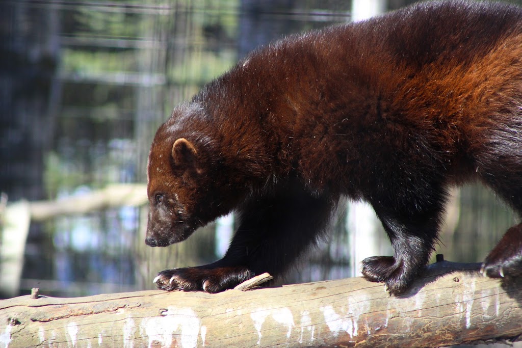 Wolverine Exhibit | 4731 OMalley Rd, Anchorage, AK 99507, USA | Phone: (907) 346-2133