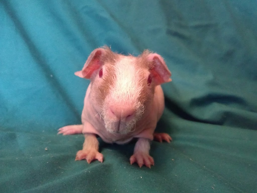 Critters Pet Shop | 7210 Lincoln Way E, Wooster, OH 44691, USA | Phone: (330) 669-7387