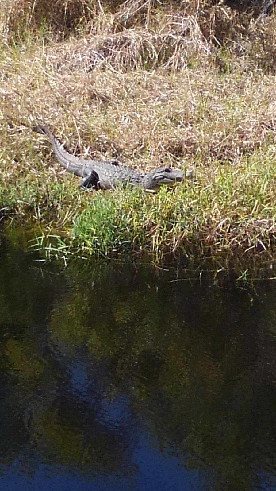 Myakka River State Park Big Flats Campground | Myakka State Park Rd, Sarasota, FL 34240, USA | Phone: (941) 361-6511