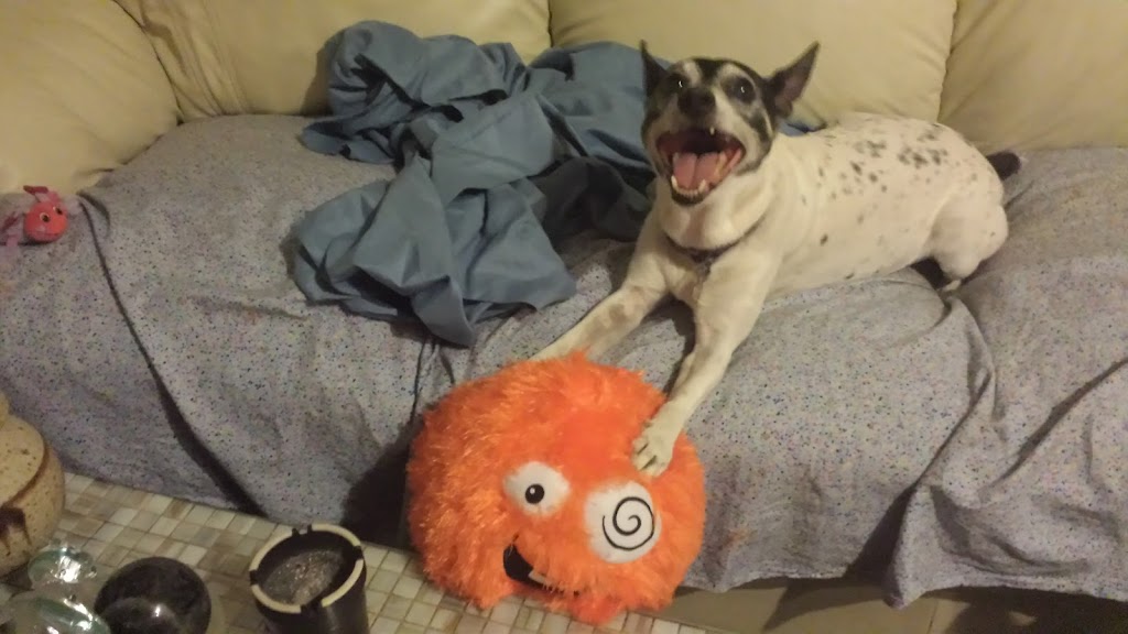 Pams All Breed Pet Grooming | 5625 Watauga Rd A, Watauga, TX 76148, USA | Phone: (817) 281-2424