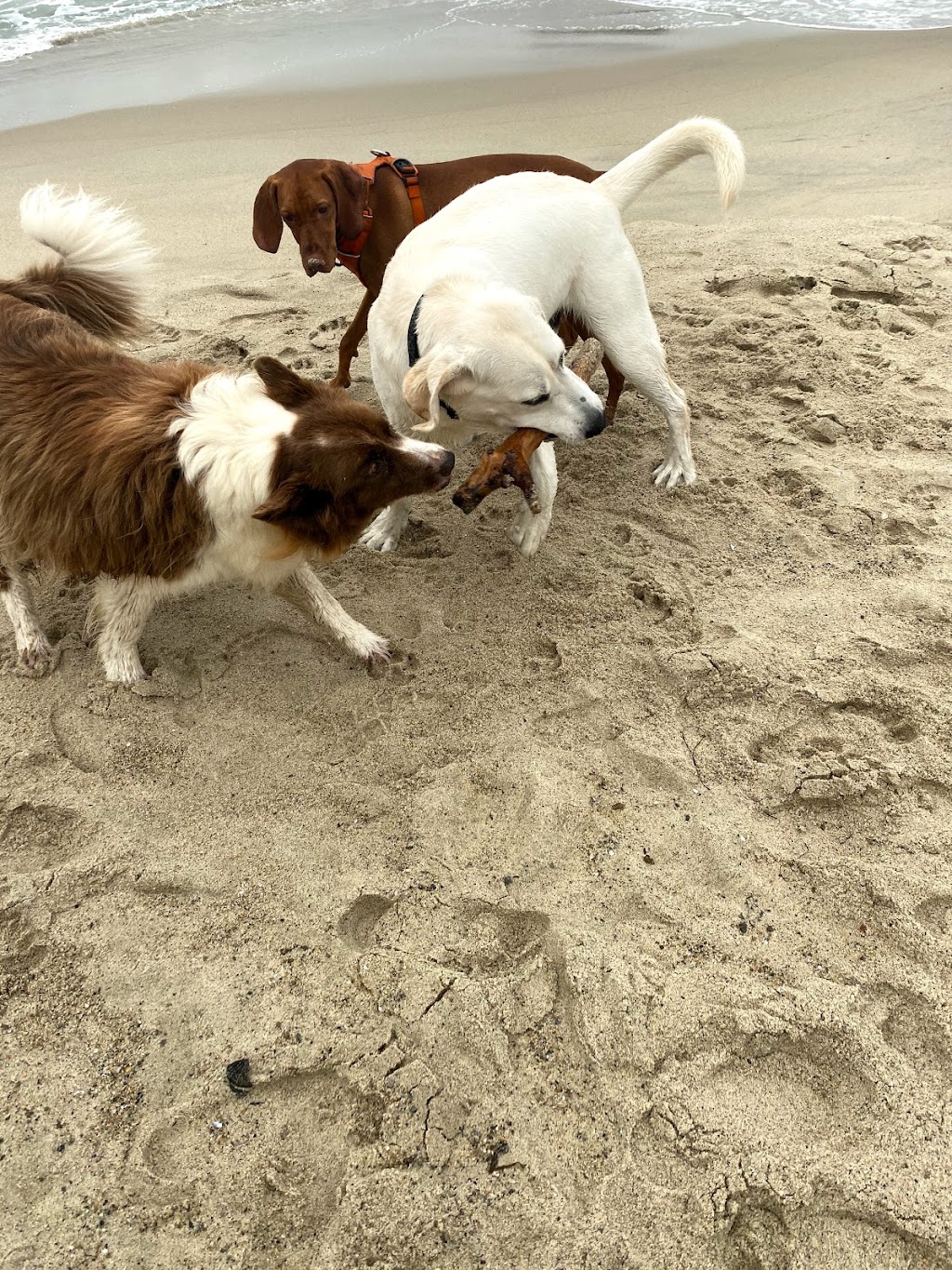 Catalina Park | 31568 Catalina St, Laguna Beach, CA 92651, USA | Phone: (949) 497-0711 Catalina Park | 31568 Catalina St, Laguna Beach, CA 92651, USA | Phone: (949) 497-0711