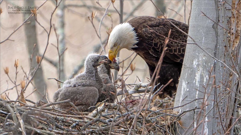 Raymond Barlow Nature Photo Tours | 242 Lakeport Rd #6, St. Catharines, ON L2N 6V2, Canada | Phone: (905) 520-8853