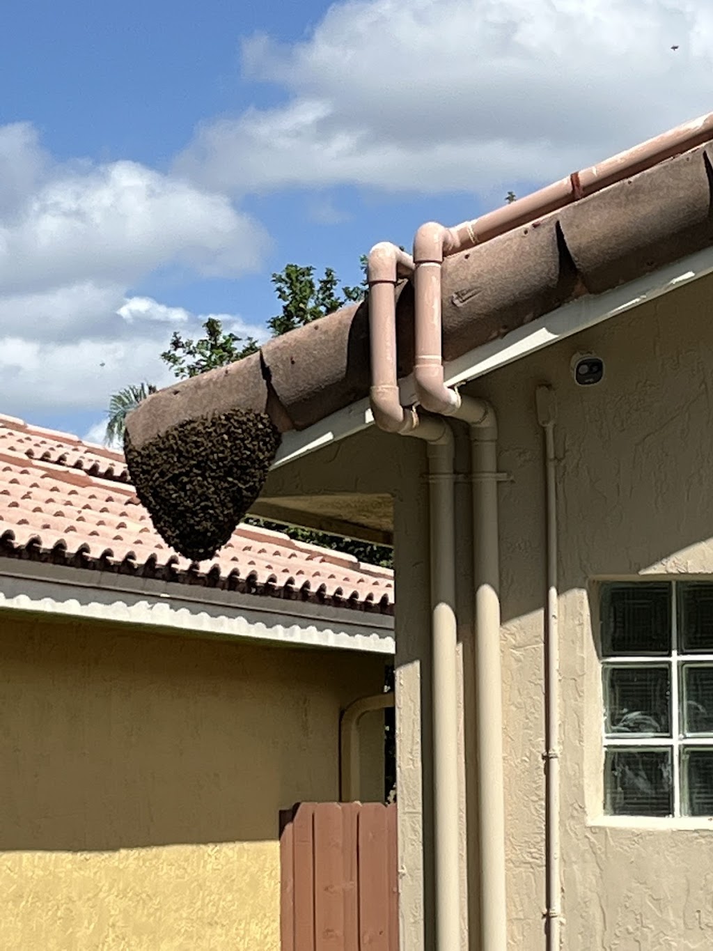 all bees removal | 11415 Earnest Blvd, Davie, FL 33325, USA | Phone: (954) 547-9951