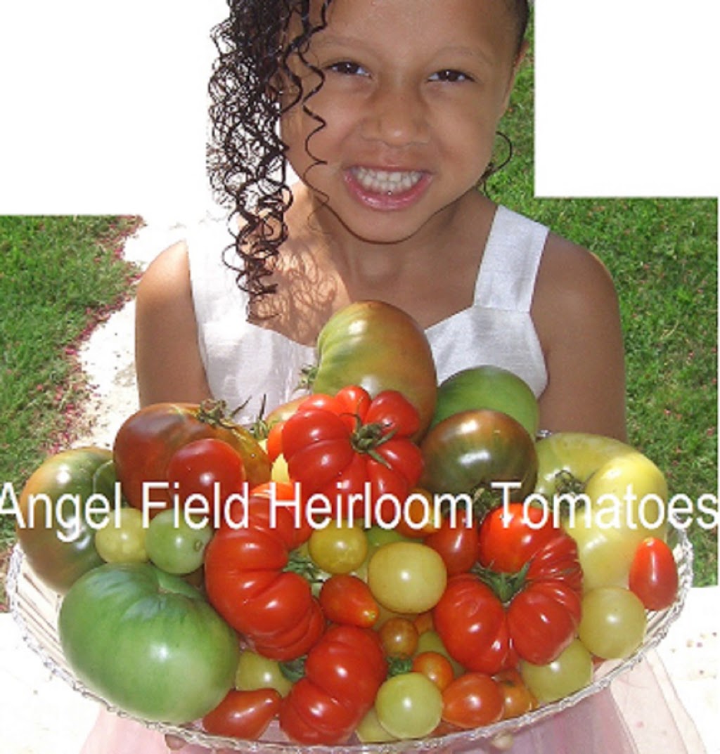 Angel Field Heirloom Tomatoes | 312 S Willard Ave, Hampton, VA 23663, USA | Phone: (757) 265-7784