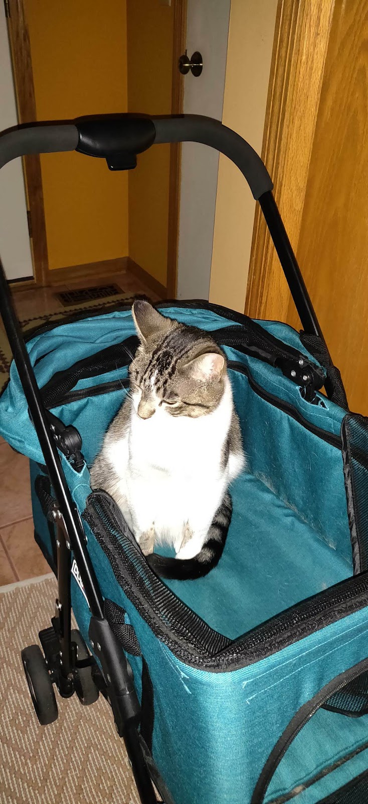 Gentle Doctor Veterinary Clinic | 4134 W County Rd 42 W, Savage, MN 55378, USA | Phone: (952) 895-8486