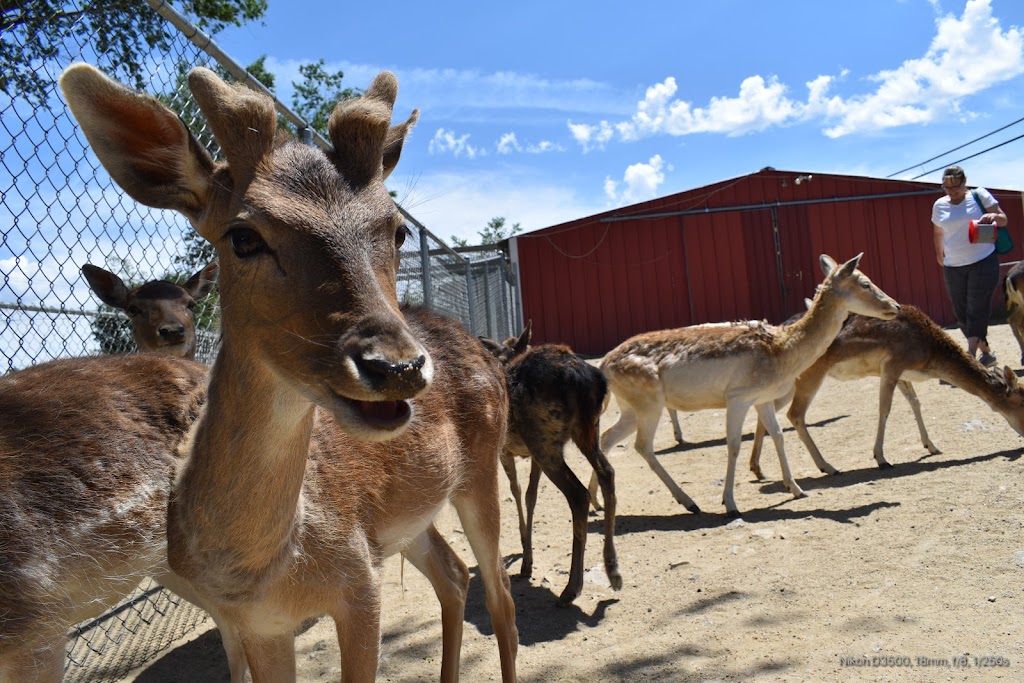 Sierra Nevada Zoological Park | 10200 N Virginia St, Reno, NV 89506, USA | Phone: (775) 677-1101