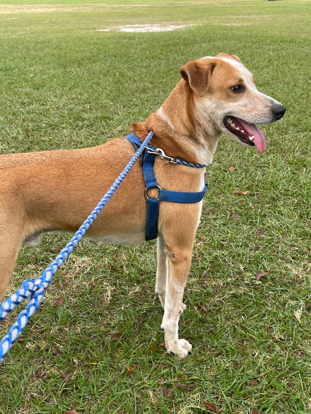 SPCA Florida Adoption Center | 5850 Brannen Rd S, Lakeland, FL 33813, USA | Phone: (863) 646-7722