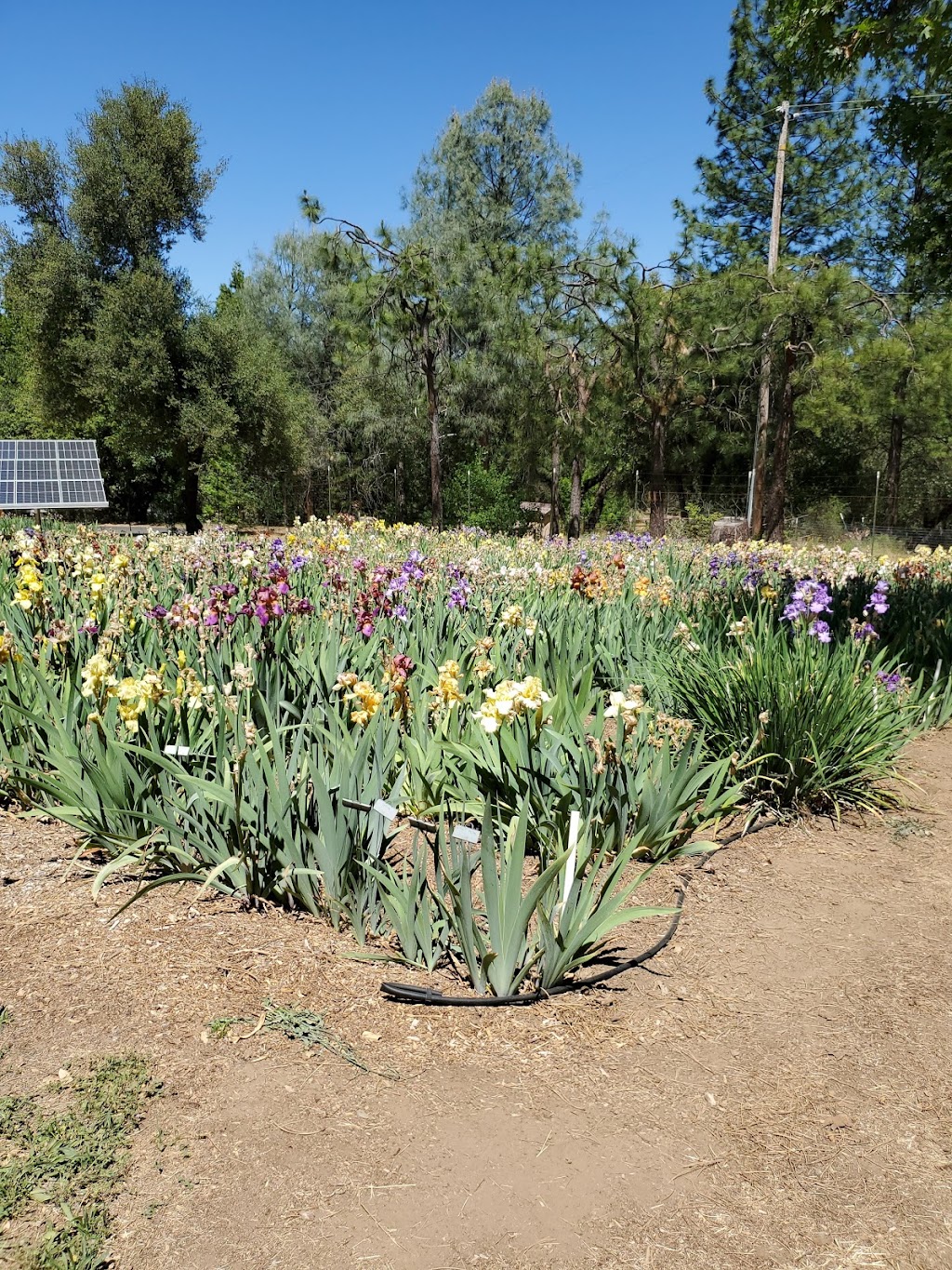 Bluebird Haven Iris Garden | 6940 Fairplay Rd, Somerset, CA 95684, USA | Phone: (530) 620-5017