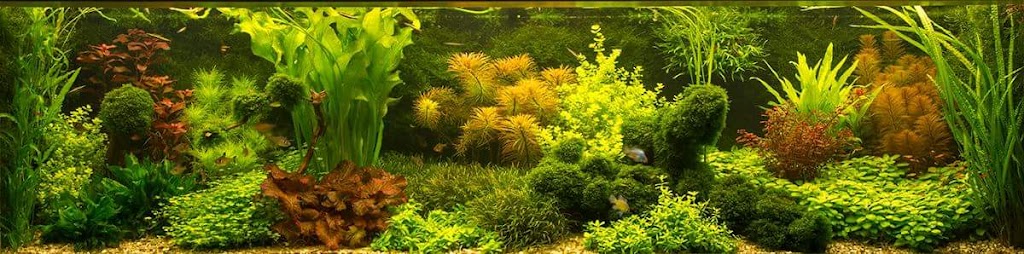 Aquarium- Terrarium- en Vijververeniging Vrij en Blij | 23, Oossaander Hoop, 1035 RX Amsterdam, Netherlands | Phone: 020 482 4836