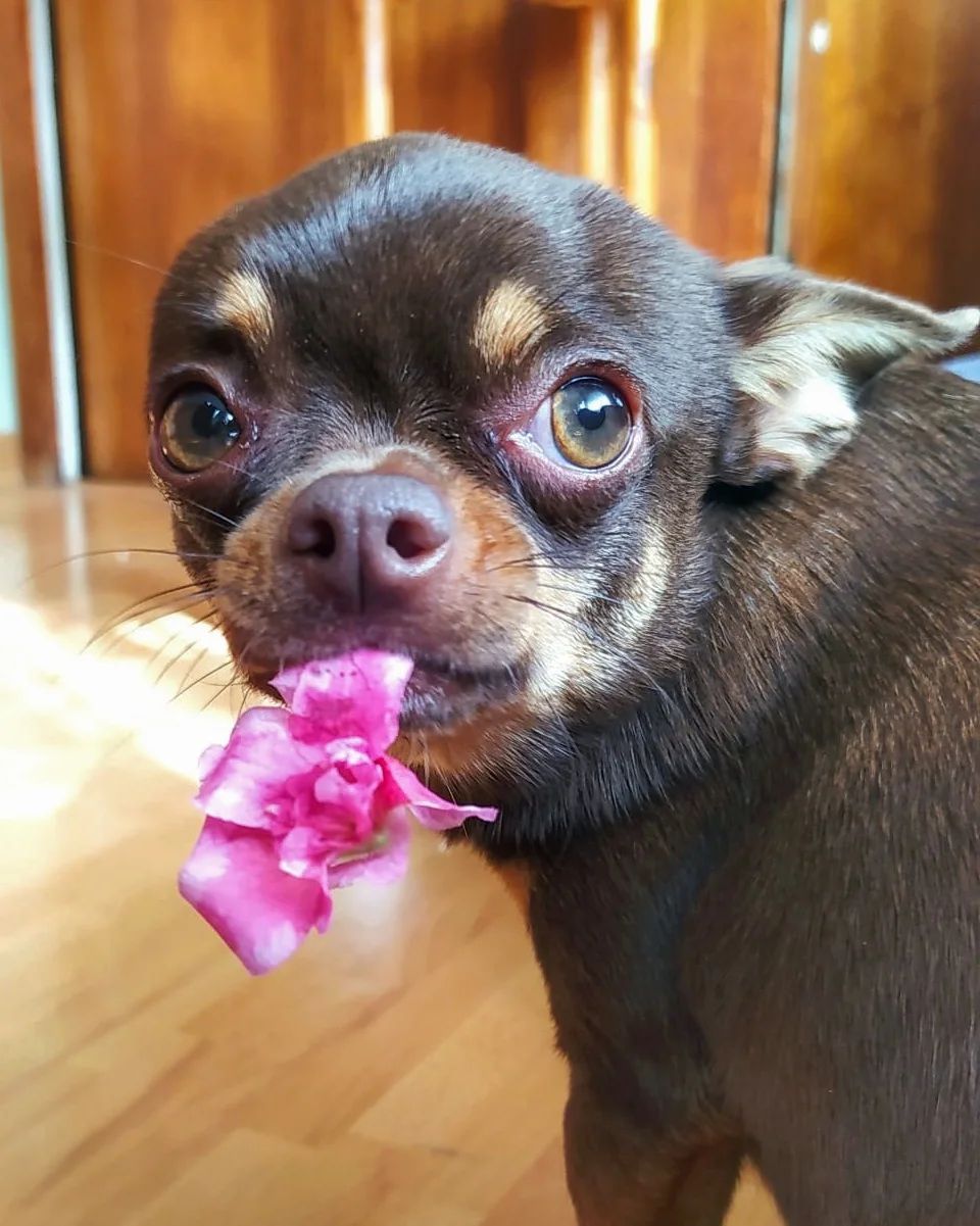 Jays Home Of Chihuahuas | 2104 Savannah Terrace SE, Washington, DC 20020, USA | Phone: (202) 978-8737