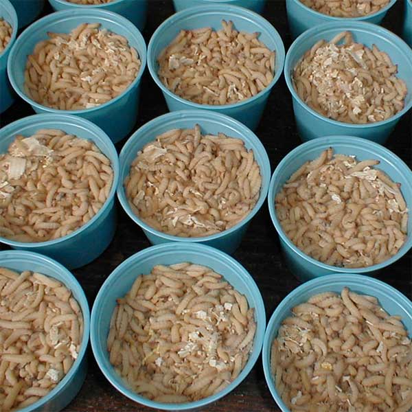 Anglers Bait & Tackle | 5425 Buford Hwy NE, Doraville, GA 30340, USA | Phone: (770) 452-7968