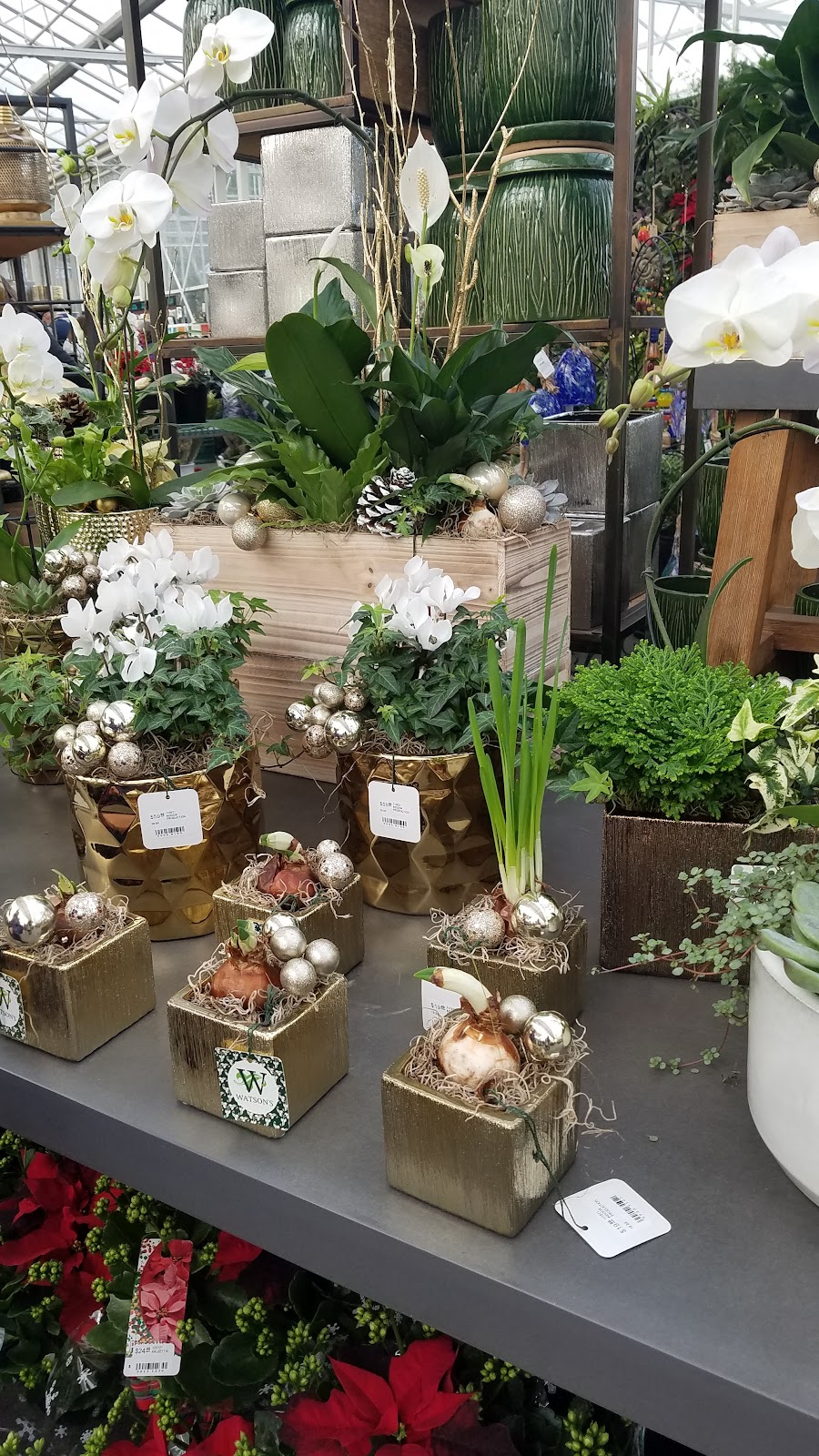 Watsons Greenhouse and Nursery | 6211 Pioneer Way E, Puyallup, WA 98371, USA | Phone: (253) 845-7359