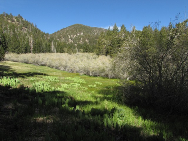 Fish Creek Trail 1W07 | 240 Forest Cir, Angelus Oaks, CA 92305, USA | Phone: (909) 382-2882