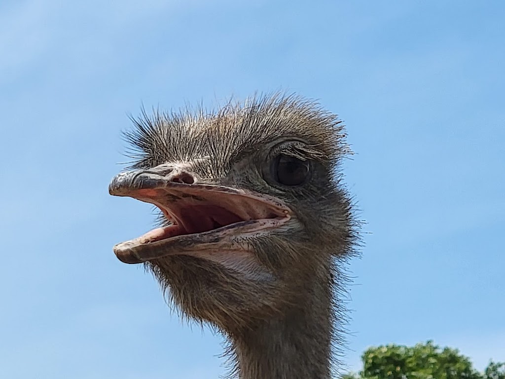 Ostrich Land Ontario | 8299 Concession 2 Rd, Caistor Centre, ON L0R 1E0, Canada | Phone: (647) 988-0841