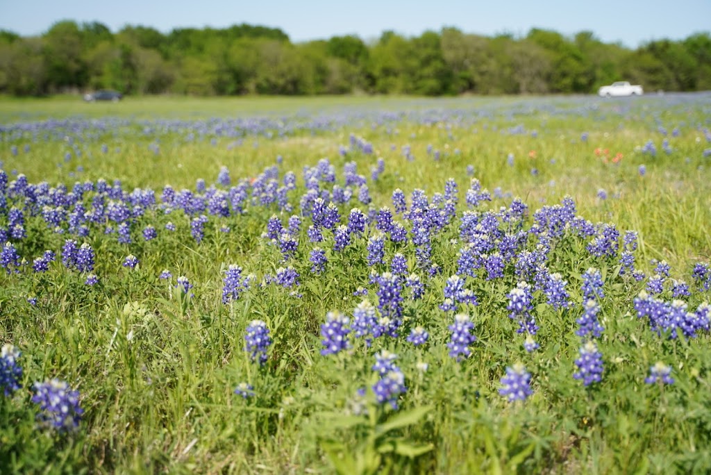 Meadow Nature Area | 1901 Laneview Dr, Ennis, TX 75119, USA | Phone: (972) 878-4748